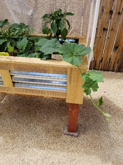 Therapeutic Gardening for&nbsp;Seniors